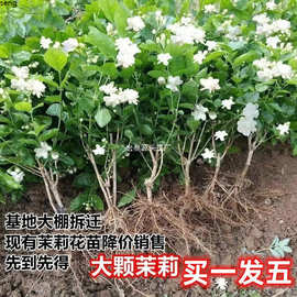 好五四季一发跨境重瓣茉莉花盆栽驱蚊室内好养开花买树苗庭院不断