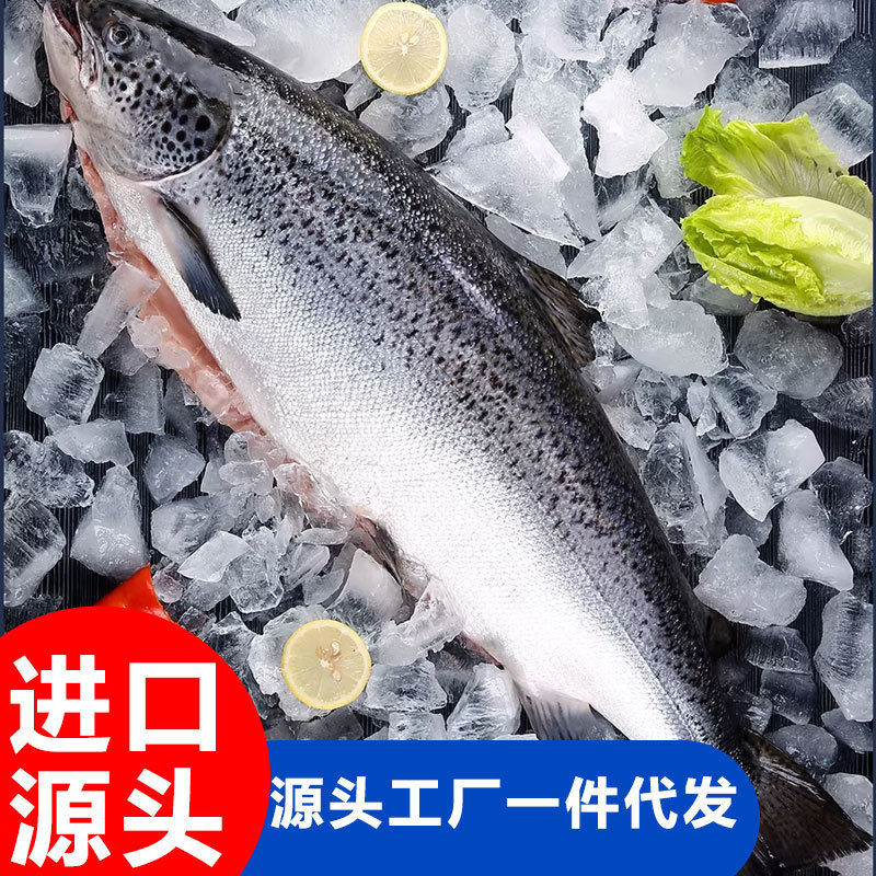 Imported Norwegian Salmon, Whole Fish with Internal Organs Removed, Sashimi Platter, Fresh Mid-Section Raw Fish Slices, Whole Salmon Belly Slices Imported Norwegian Salmon, Whole Fish with Internal Organs Removed, Sashimi Platter, Fresh Mid-Section Raw Fish Slices, Whole Salmon Belly Slices