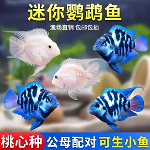 �����W�^�~�^�p�~���w��ˮ�~����B�ͻ�׽����{�W�^�~�ɷ�ֳ�N�~