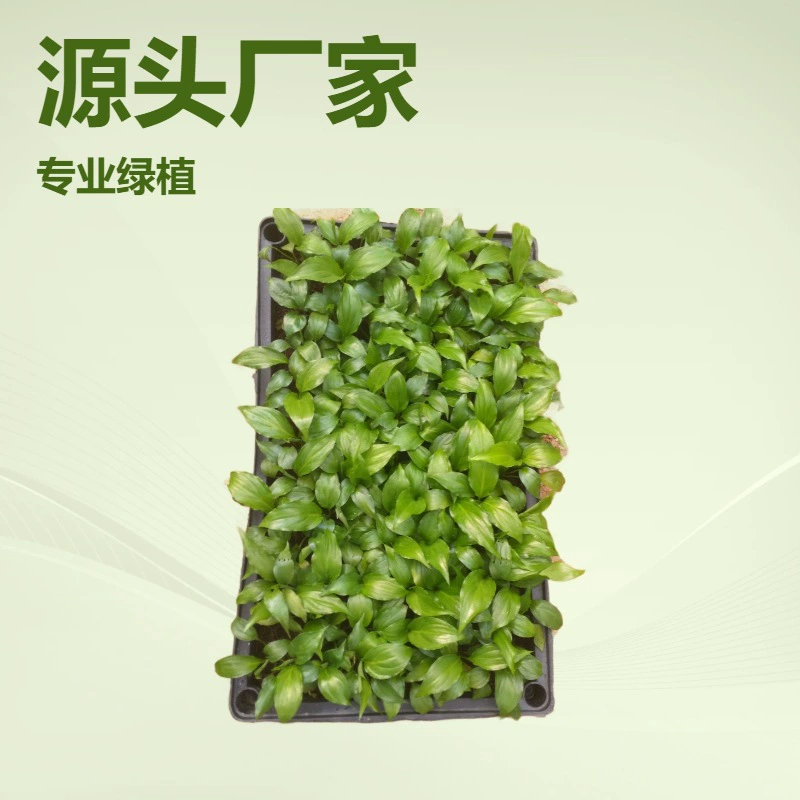 Прямые поставки зеленых растений для домашнего офиса, красивый листоподобный белый филодендрон, белая калла, источник для ландшафтного дизайна, растения из тканевых культур, маленькие растения в горшках