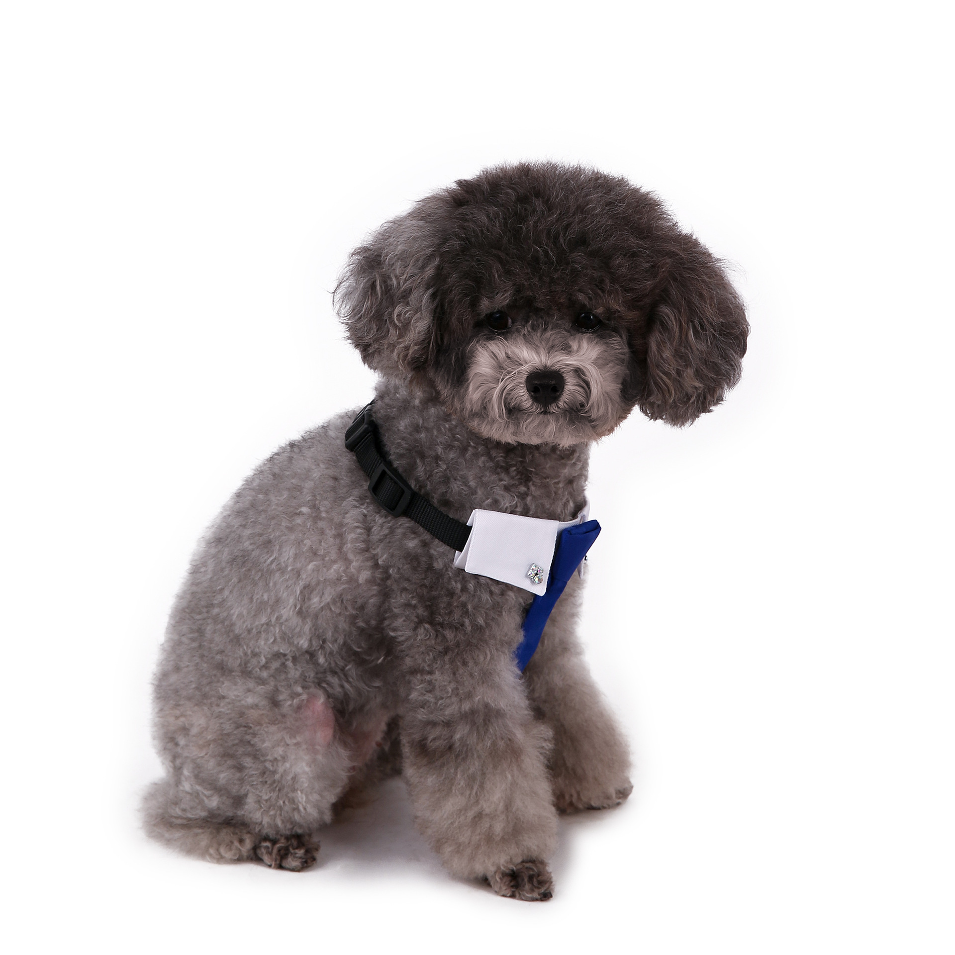 Perro transfronterizo estilo británico guapo traje de boda ropa de perro corbata collar decoración al por mayor