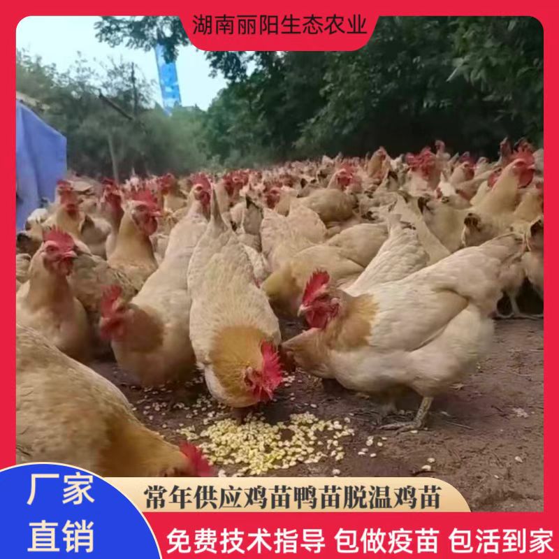 黄土鸡苗活体出售黄土三母苗另有清远麻鸡仔蛋鸡苗黑乌骨鸡青脚鸡