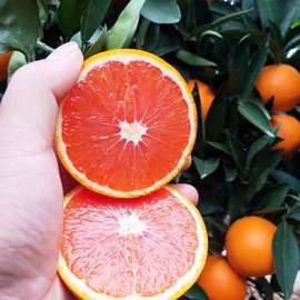 秭归中华红橙血橙当季新鲜红肉甜橙花青素9斤新鲜水果代发产地直