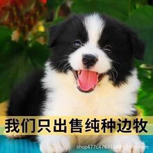 边牧幼犬纯种边境牧羊犬陨石犬金边黑白三通活体宠物狗活体宠物狗