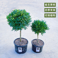 雀舌黄杨小叶棒棒糖树形黄杨树栽苗庭院耐寒高档造型盆景花镜植物