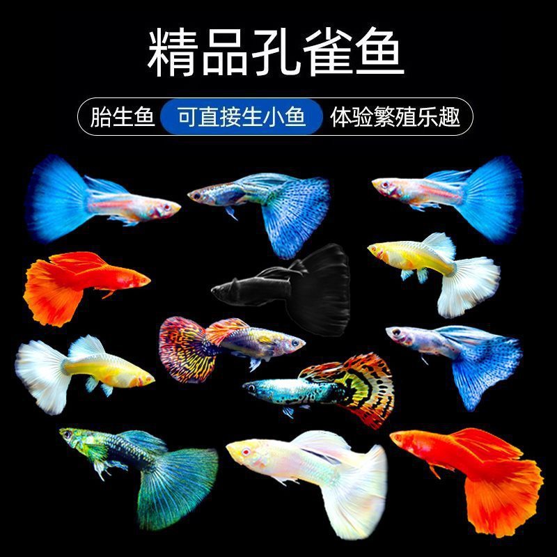 グッピー、フェニックステール、淡水、繁殖しやすく、育てやすい、純種のランプ科の小型熱帯魚観賞魚の稚魚|undefined