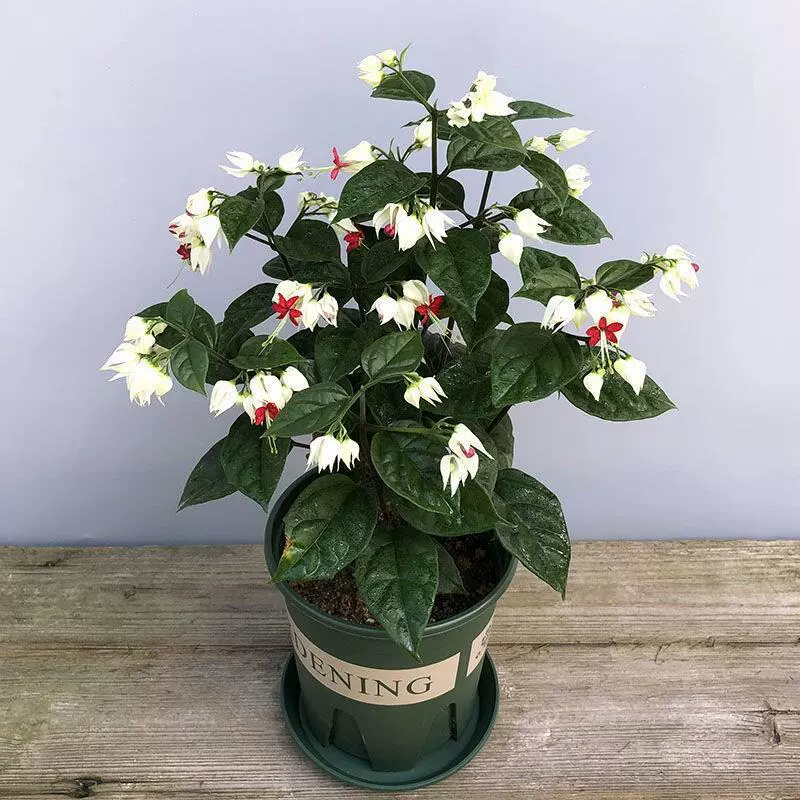 Longtuzhu горшечные цветы для просмотра цветов растения в помещении гостиная очистка воздуха подоконник хороший садовый цветок четыре сезона цветение