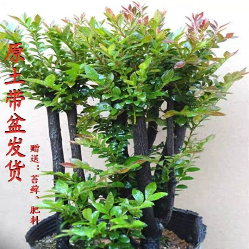 Малолистное красное сандаловое дерево, старый сучок, бонсай, гостиная, черное дерево, зеленое растение, вечнозеленое, поглощающее формальдегид, комнатное растение в горшке, очищающее воздух