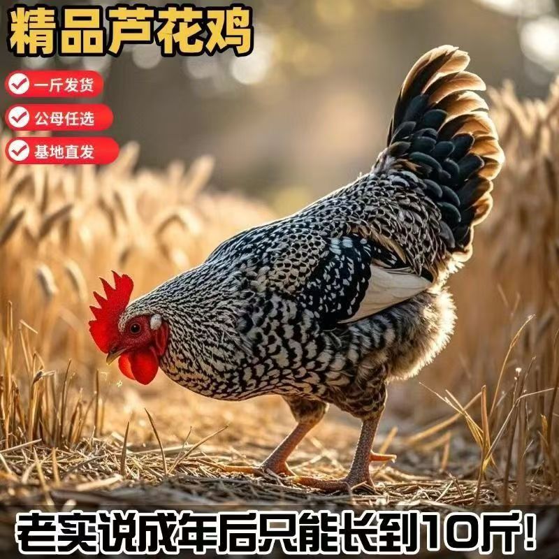 出售纯种芦花鸡苗幼苗 产蛋多绿皮蛋鸡 半斤芦花鸡苗活体批发价格