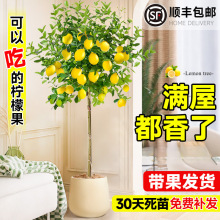 ˮʘԎʳ҃ȿ͏dGֲϱNֲļB