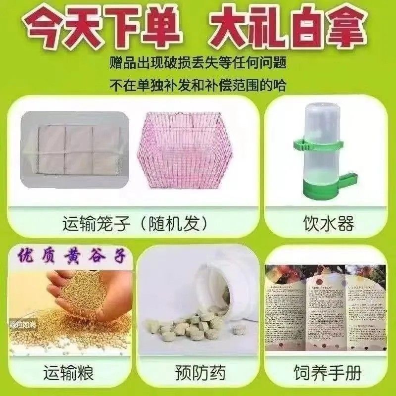 大头鹦鹉虎皮金彩可教说话可繁殖宠物鸟送运输笼鸟粮大礼包包邮厂|undefined