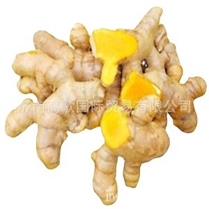 ���S���깩���L�ɽ� ginger���|�����C���gӭԃ�r