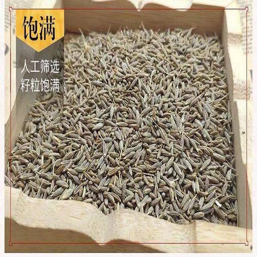 New  Xinjiang Cumin Supply Source Wholesale Cumin Seeds Free Grinding BBQ Hot Pot Base