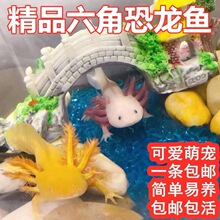 淡水冷水鱼六角恐龙鱼观赏鱼金鱼宠物鱼苗批发摆摊水族爬行宠物鱼