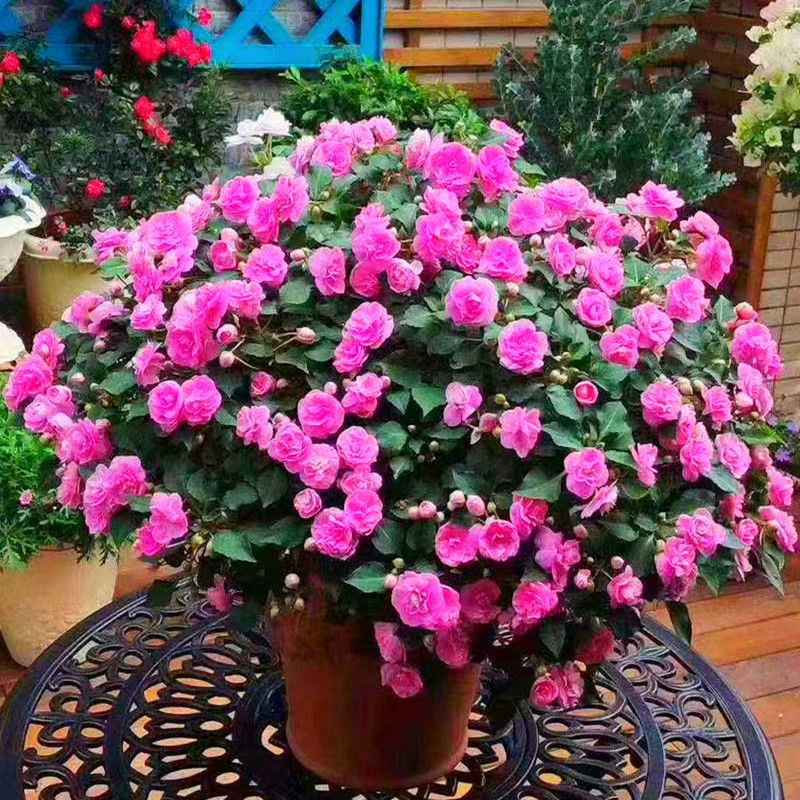 [Cross-Border Supply] Double-Flowered Impatiens Seeds, Henna, Impatiens Camellia, Easy to Grow in the Courtyard and Balcony in All Seasons