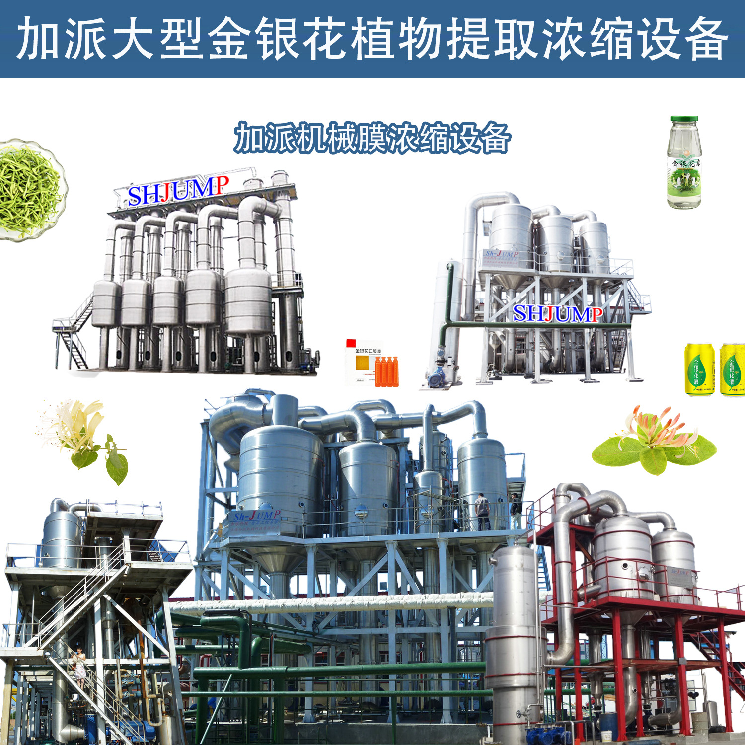 金銀花加工生產(chǎn)線3