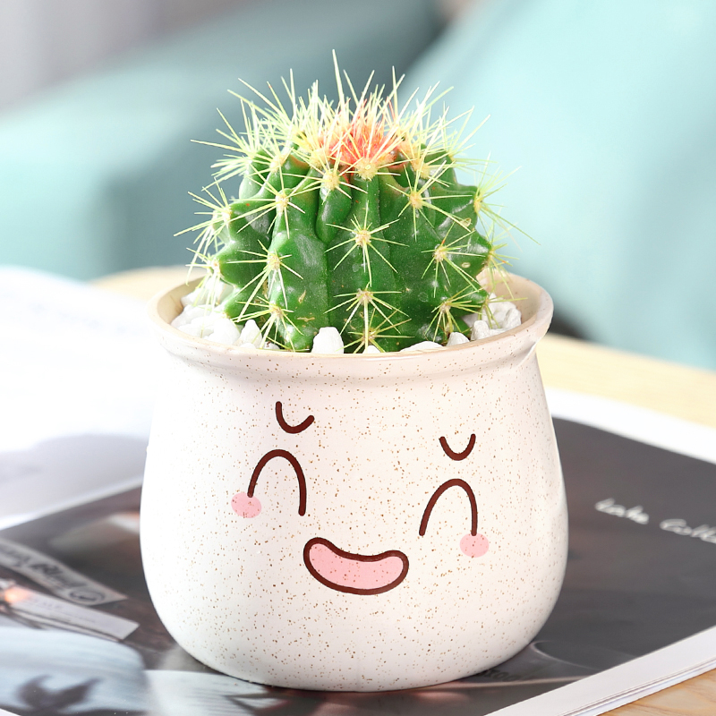 컬러풀 골든 타이거(화이트 귀여운 마카 세라믹 세면대)