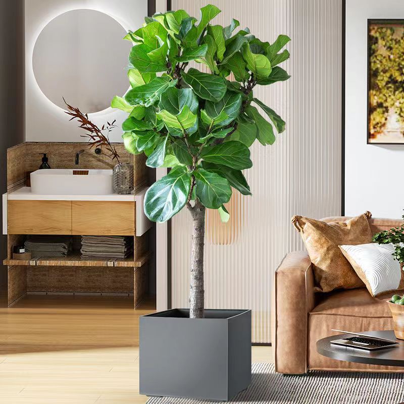 Qinye Banyan planta verde sala de estar gran planta en maceta árbol de goma planta de hoja grande oficina absorbe formaldehído, fácil de cultivar flores