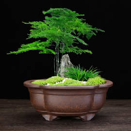 宜兴紫砂兰花盆古典四方高温柴烧陶瓷文竹多肉松柏客厅盆景盆批发