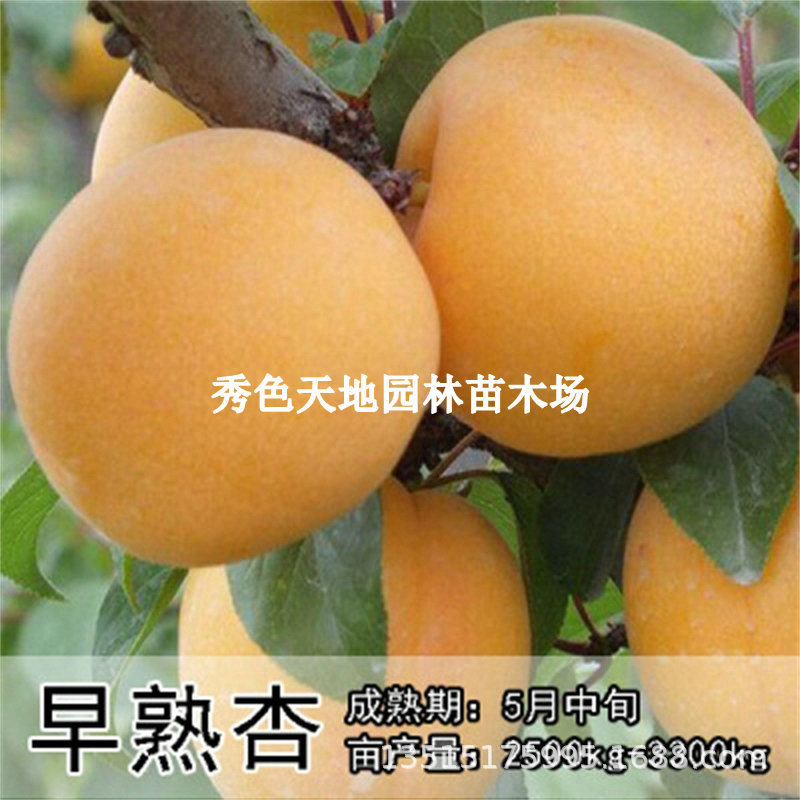 杏树苗嫁接苗早熟甜杏子苗活苗盆栽地栽果树苗当年结果南北方种植