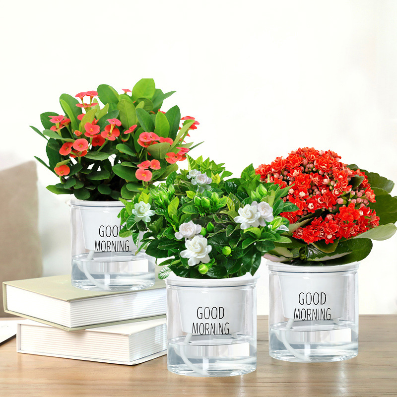 카멜리아 + 호호꽃 + 치자나무(굿모닝 화분) + 영양액