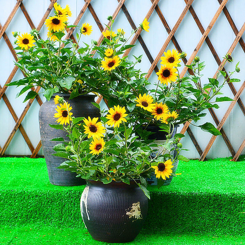 bfc4b27c-1c53-41d4-bad7-905eee0ad5f1.jpe