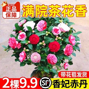 �������軨�����ļ�����ɽ�軨���҃�ֲ����B��ɫ�൤�����ͻ���