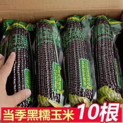 东北黑糯玉米10根甜糯苞米黑玉米早餐真空包装即食黏玉米
