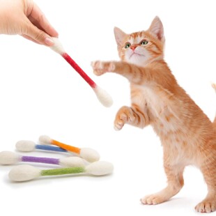 ���R�d�ɐی��ñ�yʽ�𱬿�Cat Toys with Catnip؈�䳬��̖�޺�