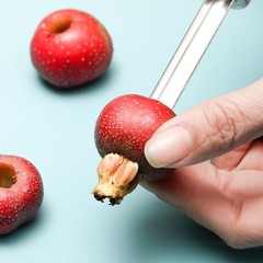 ナツメの核除去器の台所用品ナツメの核の果物は種の神器のツールのステンレスの砂糖のヒョウタンのサンザシに行って心を取ります器