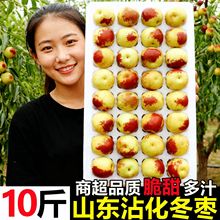 正宗山东沾化冬枣新鲜大枣10斤整箱应当季水果特甜枣荔官方旗舰店