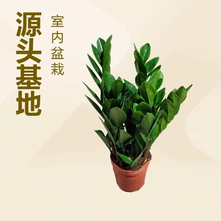 源头基地大量供应居家办公观叶植物金钱树A150杯园林花卉盆栽批发