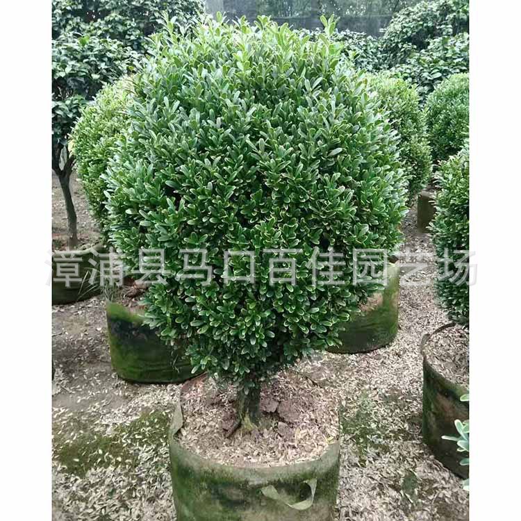 ȸ�������ӻ��СҶ�����򣬸߶�1�ס��۸�150-400