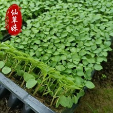 ���ݳ����P��ɣ��˹ �����P������ �P��Ѩ�P�� С�^�@�ֹ��̾G��