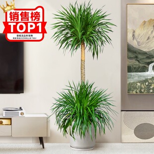 ��Ѫ�����ԾGֲ�҃ȴ��Ϳ͏d���辰�滨���F��횘��k�������ֲ��