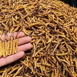 其他药食同源;花果茶;代用/养生茶