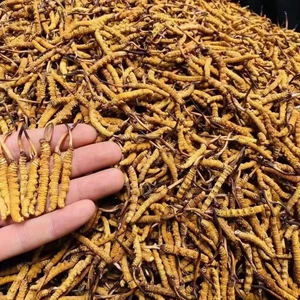 Cordyceps Cordy Cordy Cordycecess Новые Cordyceps New Cargo 1g Cordyceps cordyceps Тибет оптом сухой кордицепс Cordyceps сухие товары