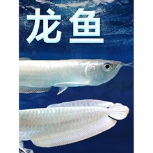 �y���~���~��Ꭷ�^�p�~�д����S���t�۰����y���߲��y���������~