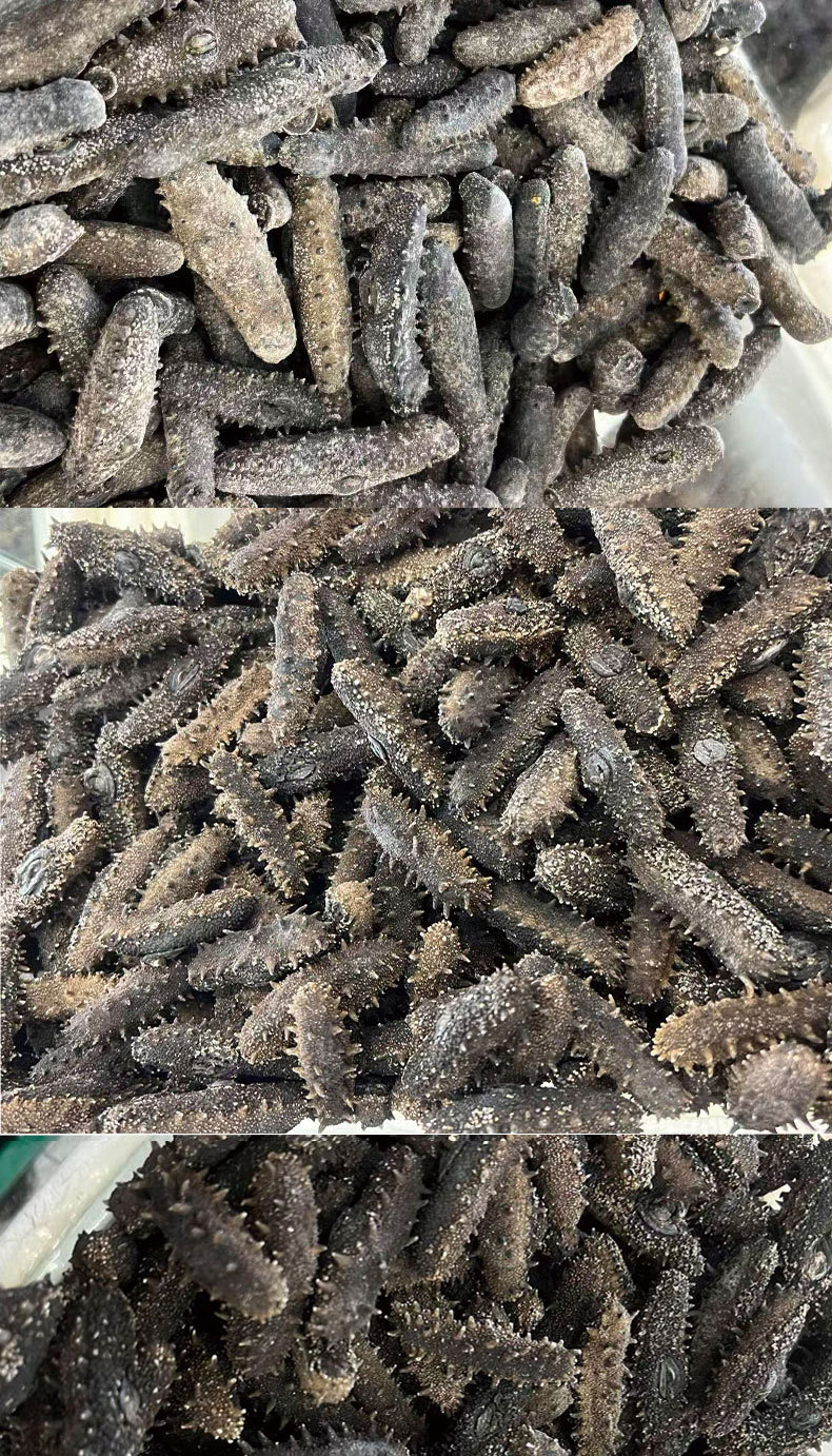 Pure Lightly Dried Liaoning Sea Cucumber 6-7 Year Grade A 50g Gift Box in use