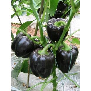 ��ɫ����𽷷N�Ӳʽ��߲��𽷷N���ļ����������\����߮a�߲���