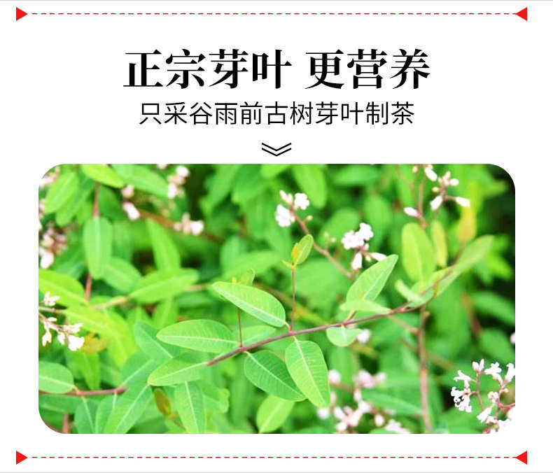 Luo Bu Ma Tea Apocynum Leaf Tea 1000g Xinjiang Herbal Wellness Tea for Daily Brewing specifications
