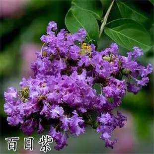 ��ޱ���������t�����������ͥԺ����ֲ��G�������Ϙ���ޱ������