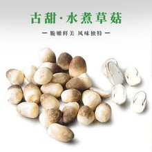 【古甜】水煮草菇整粒 草菇片 草菇罐头厂家直销