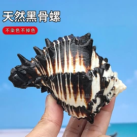 海螺/贝壳;工艺原料;其他