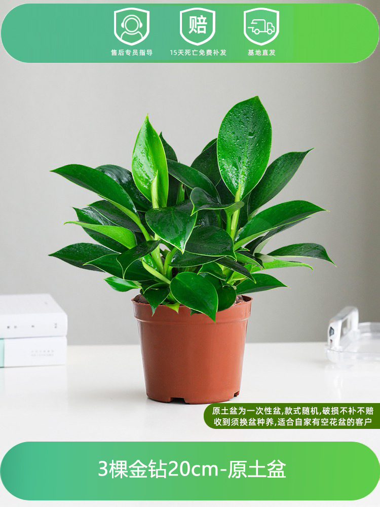 [한정판매] 골드 다이아몬드 3개 20CM 오리지널 흙대야 + 영양액