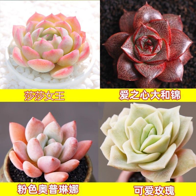 多肉植物卸売鉢植え組み合わせ花屋内ルビーエデナス高級多肉植物ガーデニング|undefined