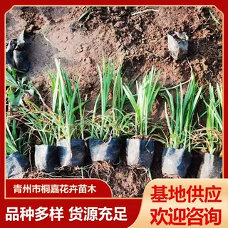 庭院园林绿化草坪植物带土麦冬草小苗花圃基地供应宿根花卉墅