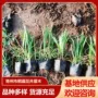 植物庭院基地园林花圃
