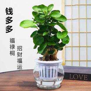 ���X�����ԾGֲ����ˮ��ֲ���҃ȸ���ͩ�k�����̨�ļ����B����