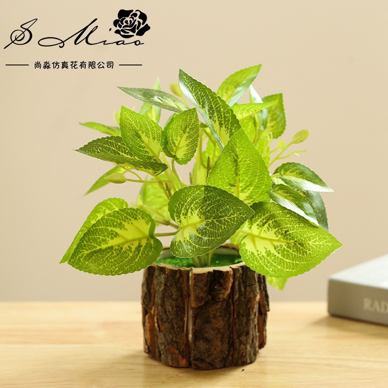 50139 Pot de corteza verde plantación bonsai ☆